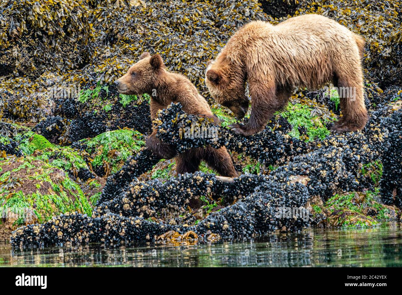 Due cuccioli di orso grizzly che si nutrono lungo la costa di Knight Inlet, territorio delle prime Nazioni, British Columbia, Canada. Foto Stock