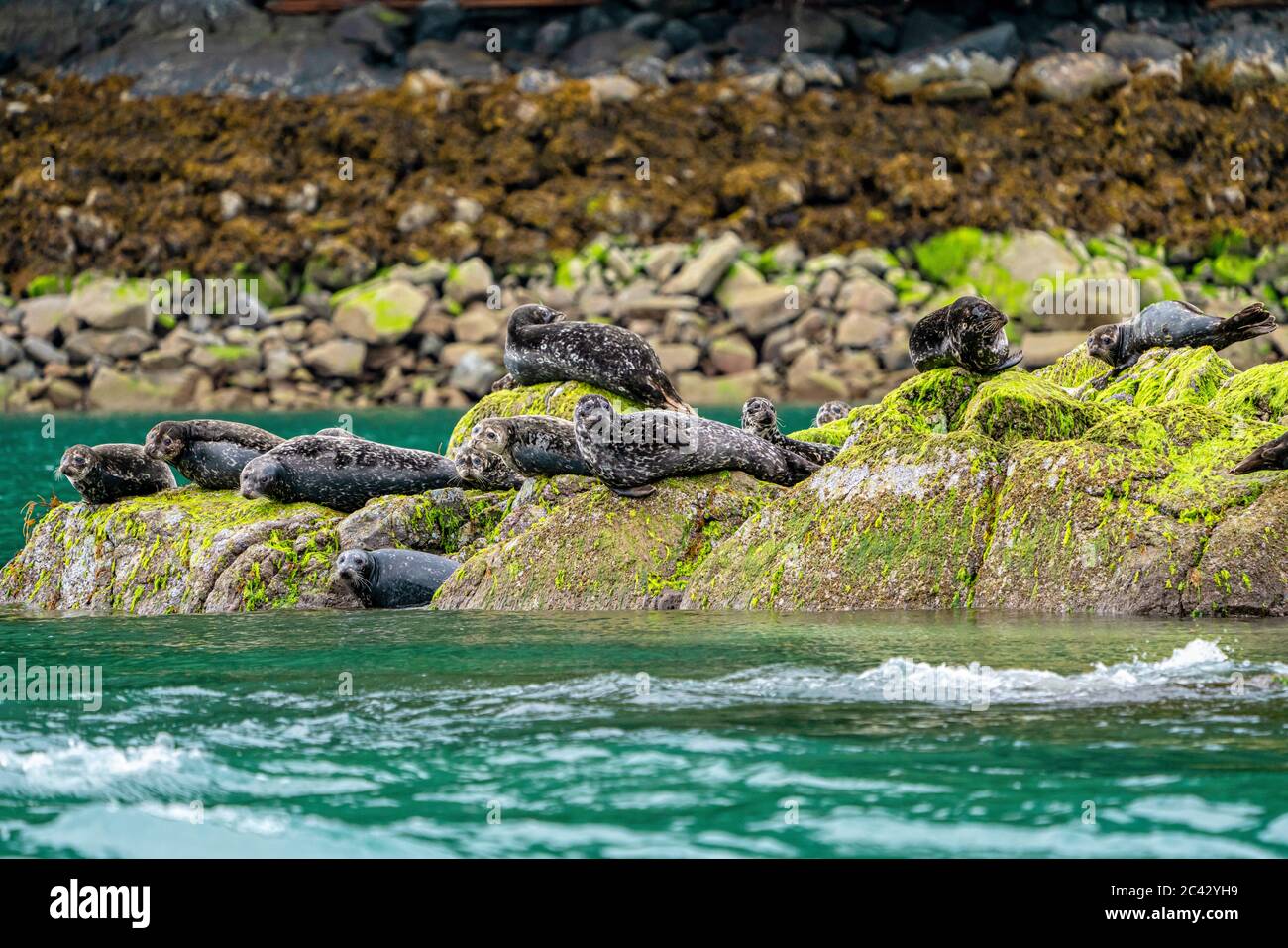 Le foche del porto si rilassano su una roccia a bassa marea a Knight Inlet, British Columbia, Canada. Foto Stock