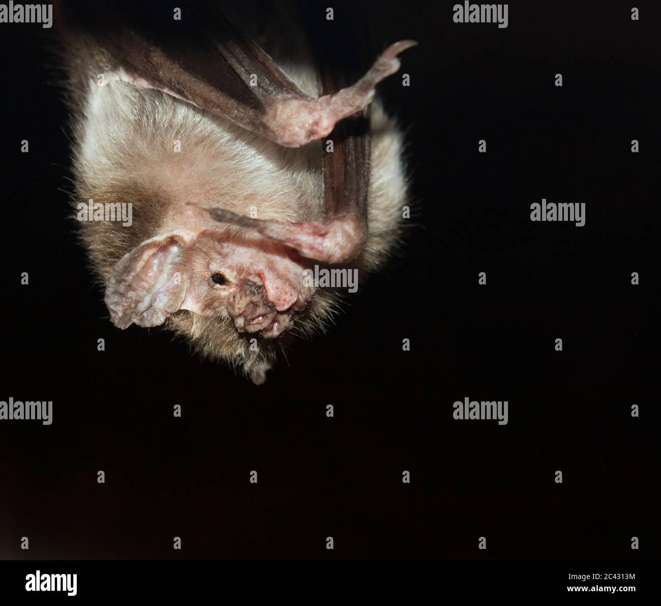Il ritratto di comune vampiro pipistrello, Desmodus rotundus Foto Stock