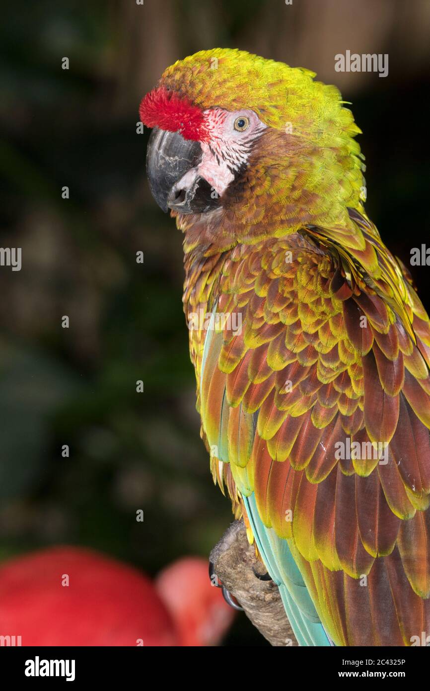 Il grande macaw verde da vicino Foto Stock