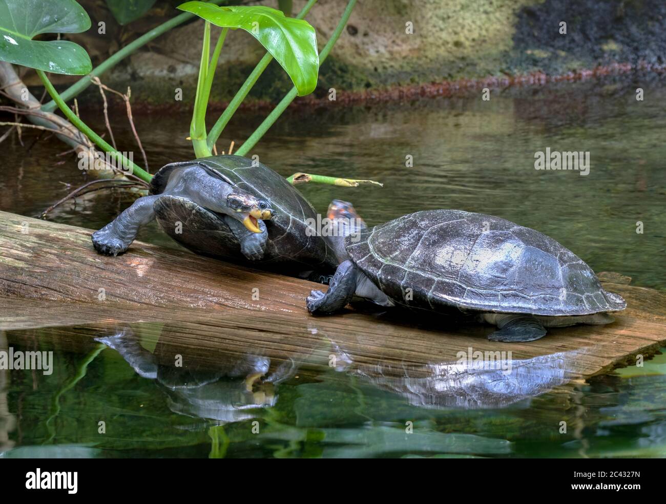 Due tartarughe di fiume puntate gialle in lotta Foto Stock