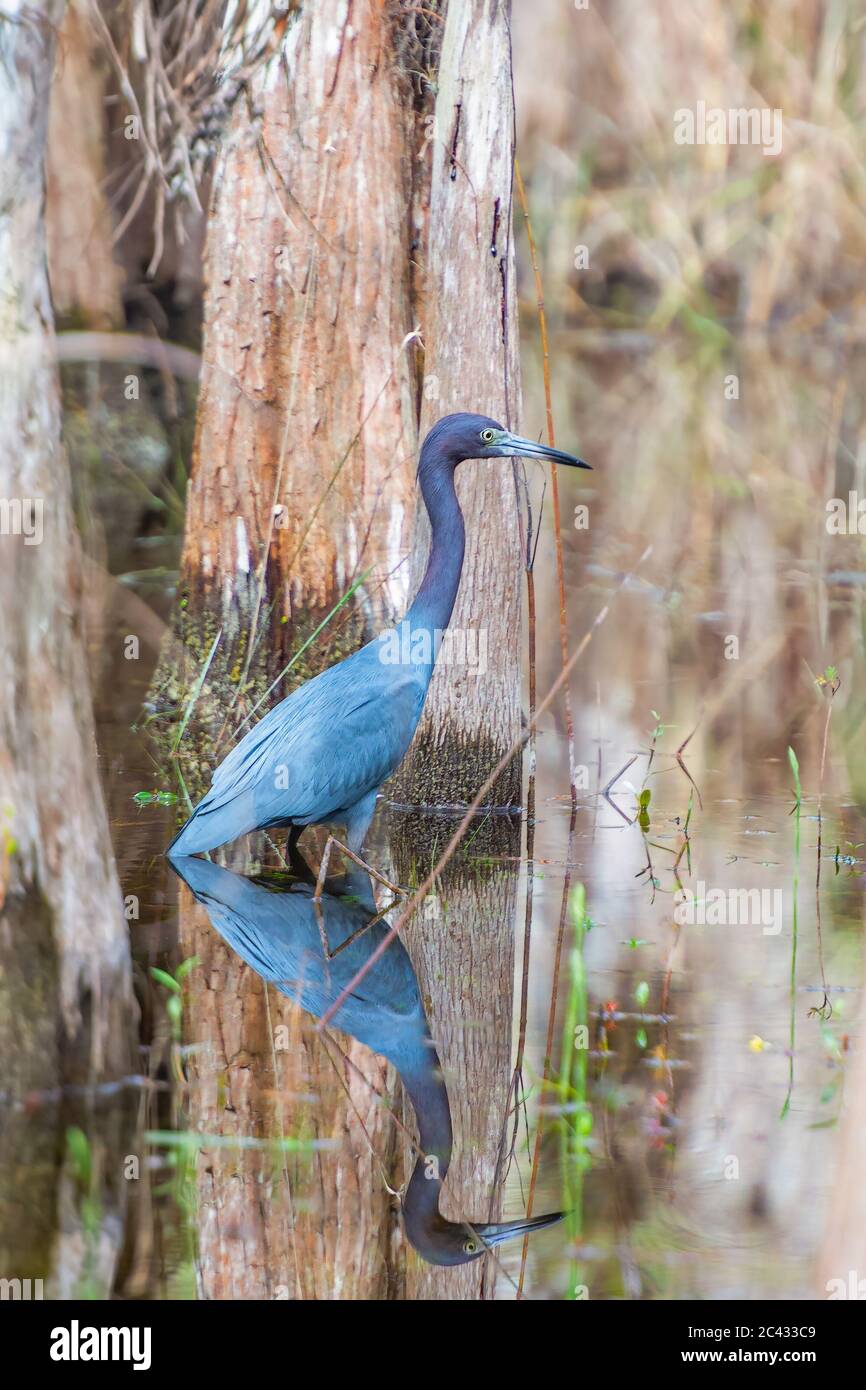 Little Blue Heron (Egretta caerulea) e la sua riflessione nella Big Cypress National Preserve. Florida. STATI UNITI Foto Stock