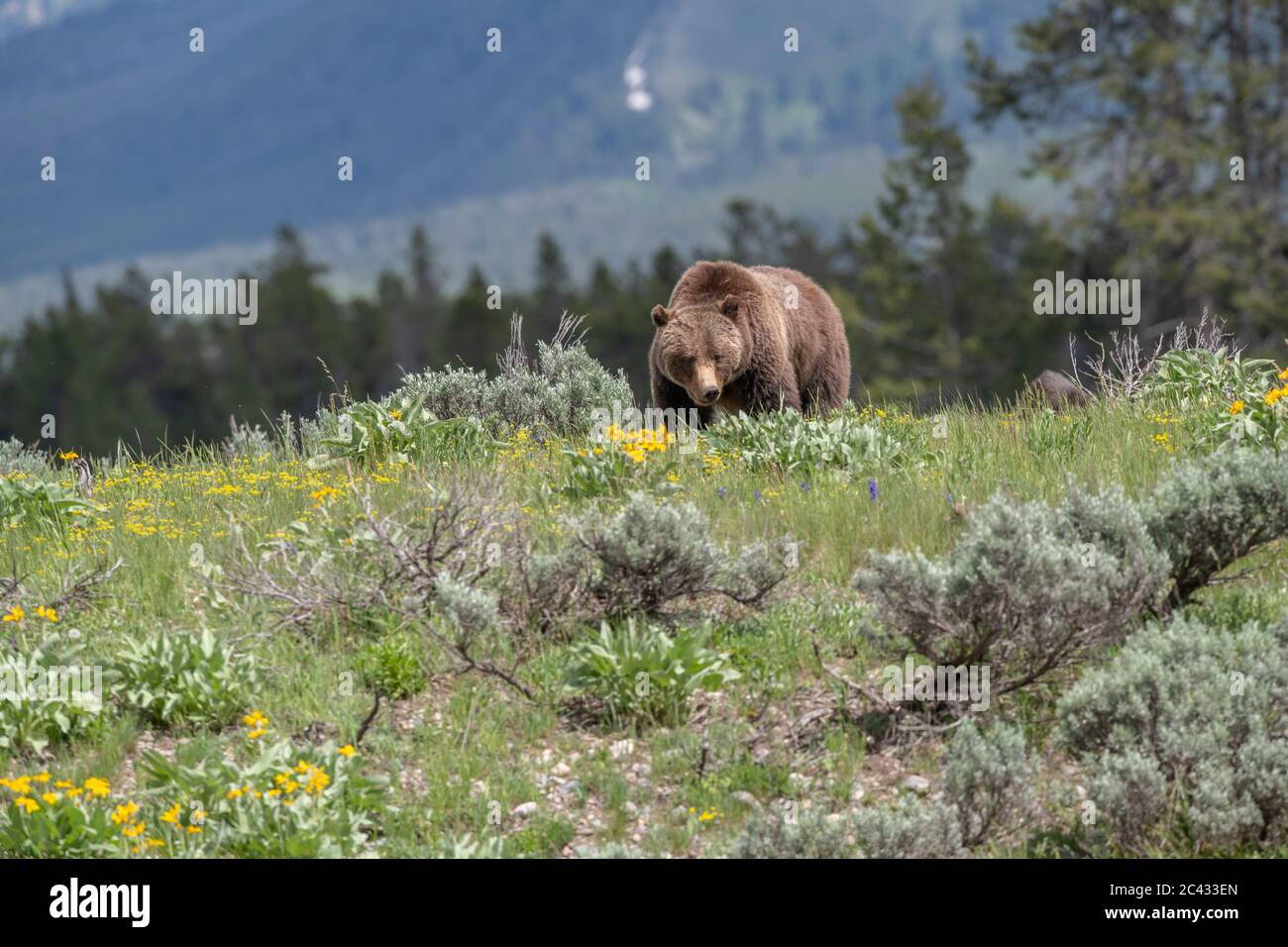 Grizzly 399 e cuccioli, Grand Teton National Park, Wyoming Foto Stock