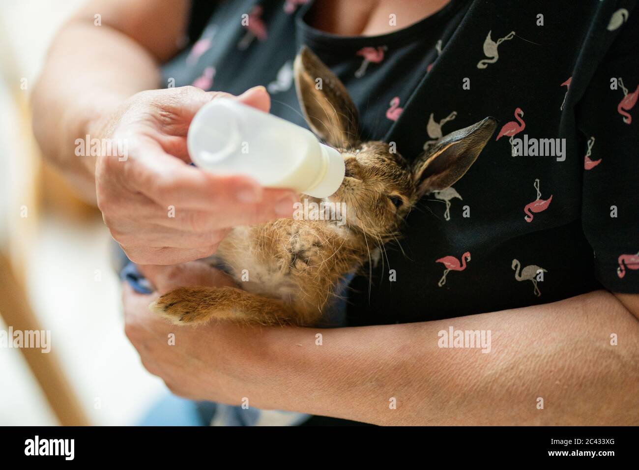 Sand am Main, Germania. 15 giugno 2020. Ilse Mahr alimenta il giovane giacimento hare 'HASI'. Il suo cane aveva rintracciato la lepre di campo nel giardino della famiglia nel distretto di Schweinfurt. Il coniglio fu curato dalla famiglia, ma poi, su istruzioni di un veterinario, fu preso in cura di un centro di soccorso e poi morì. Credit: Nicolas Armer/dpa/Alamy Live News Foto Stock