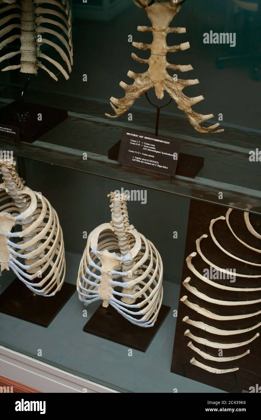 Diversi scheletri animali - anatomia - esposizione - museo Foto Stock