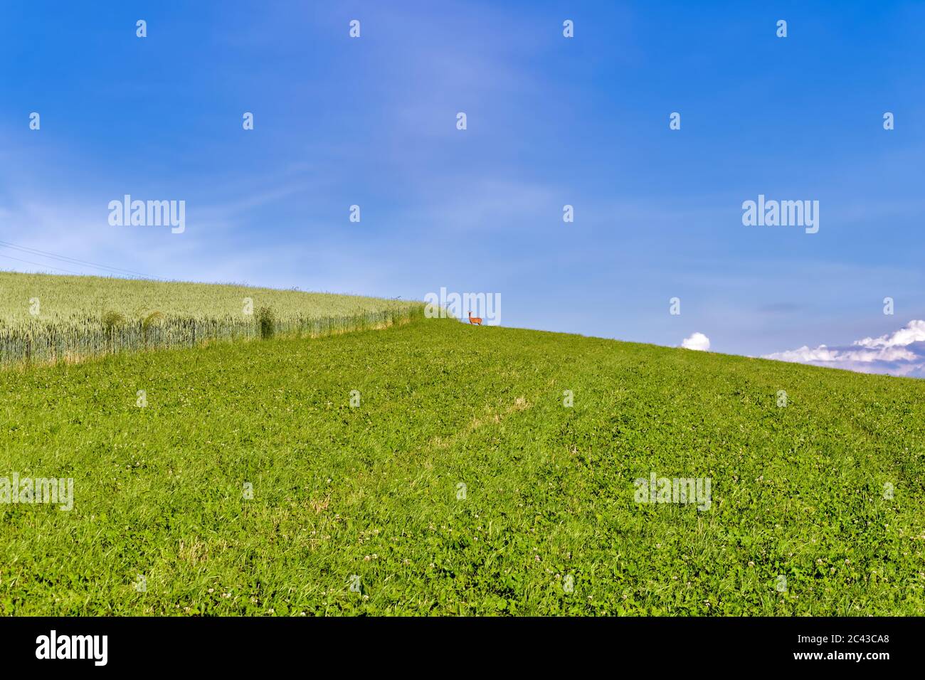 Campo agricolo con un cervo femmina (femmina, cervo) in lontananza. Con copyspace per il testo. Foto Stock