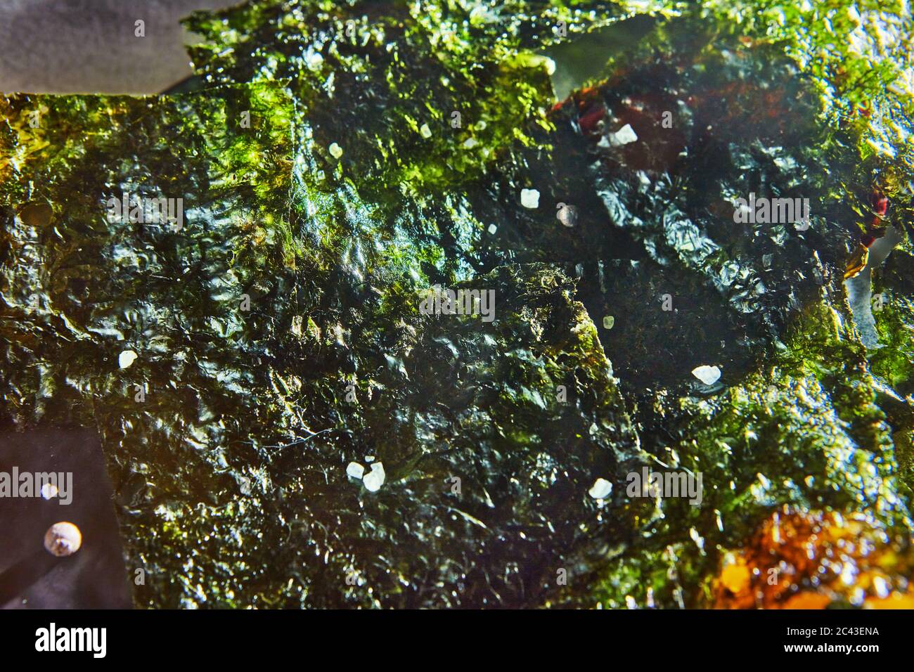 Fondo croccante di nori alghe. Cibo giapponese nori. Fogli secchi di alghe. Primo piano Foto Stock