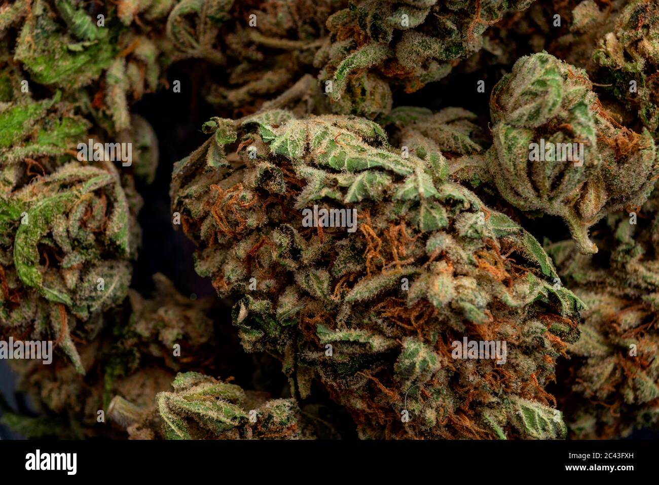 Applicazione medica della pianta di marijuana nel trattamento della dipendenza e tema di concetto di erbe infestanti legali con macro primo piano sui cristalli di THC sulla gemma di cannabis Foto Stock