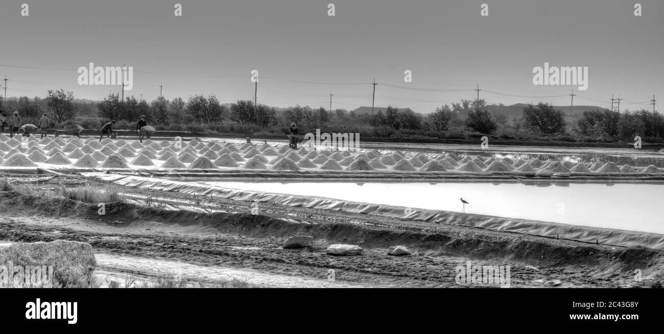 Raccolta del sale sui saldi (in bianco e nero) Foto Stock