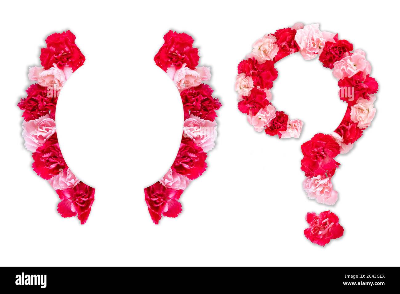 Carattere fiore per parentesi graffa, punto interrogativo (set alfabeto collezione A-Z), realizzato in fiori reali garofano rosa, colore rosso con forma tagliata in carta Foto Stock
