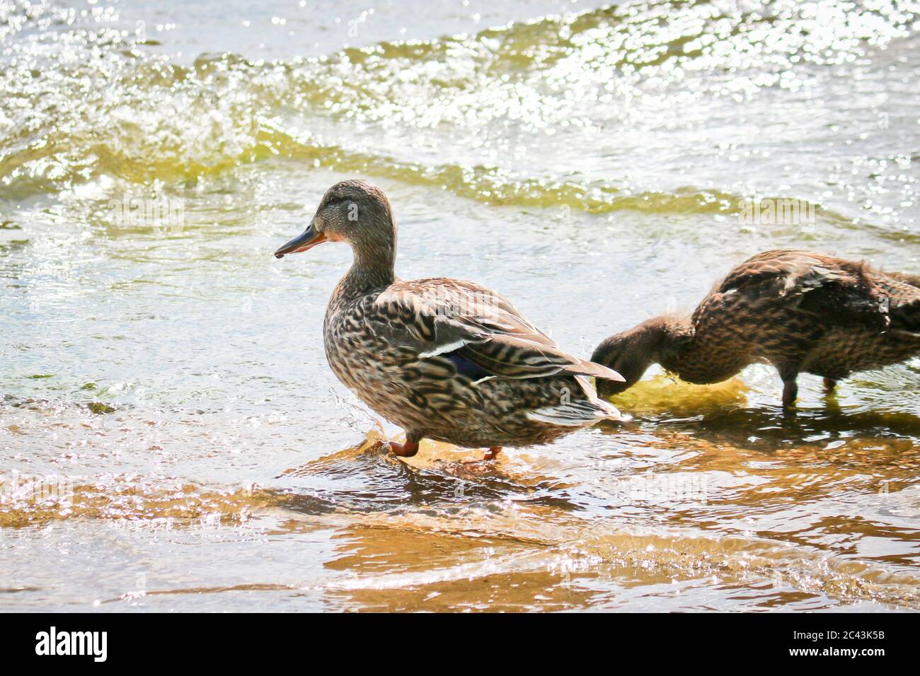 Madre Mallard (Anas platyrhynchos) nuota con le sue anatroccoli nel lago. Anatre selvatiche nel loro ambiente naturale. L'oggetto della caccia sportiva. Foto Stock