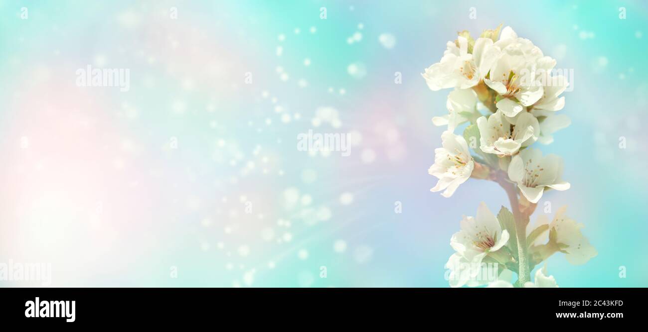 Messa a fuoco selettiva. Fondo primavera - fiori di ciliegio bianco, sfondo sfocato. Modello per il progetto. Foto Stock