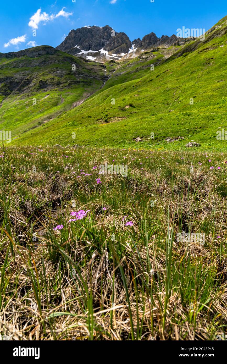 Bäche fliessen vom Karhorn herunter zum Lech, Blumenwiesen erfreuen die Wanderer, Landschaft bei Warth, Lechtal, Vorarlberg, Österreich, blauer Himmel Foto Stock
