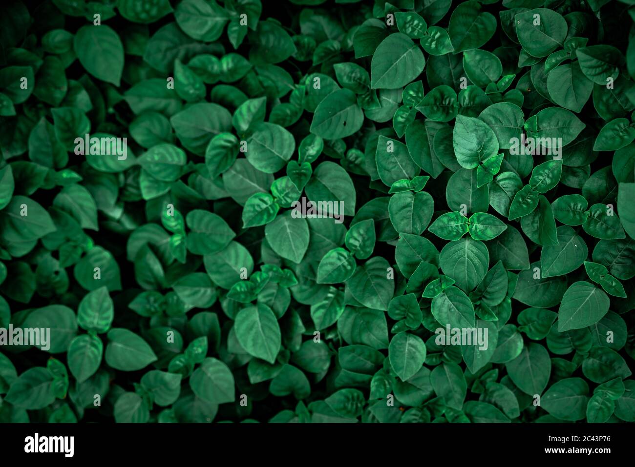 Foglie dense di verde scuro nel giardino. Tessuto foglia verde smeraldo. Natura sfondo astratto. Foresta tropicale. Vista sopra le foglie di verde scuro. Foto Stock