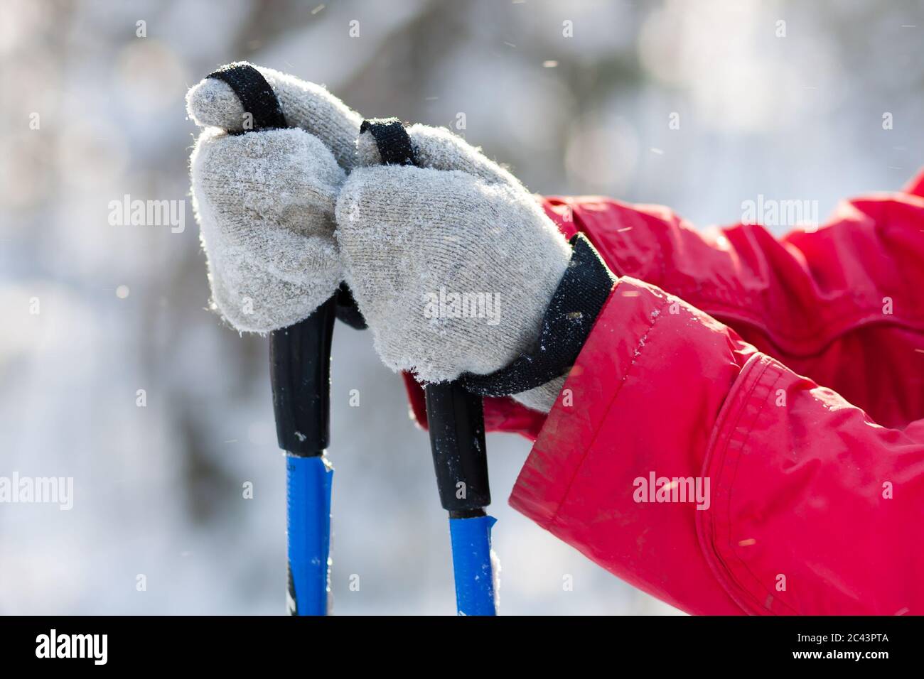 Primo piano di mani di sciatore femminile che tengono pali da sci. Foto Stock