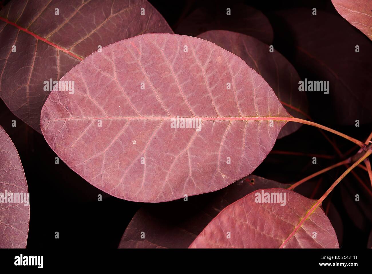 Vene sulla foglia della pianta di Smokebush. Foto Stock