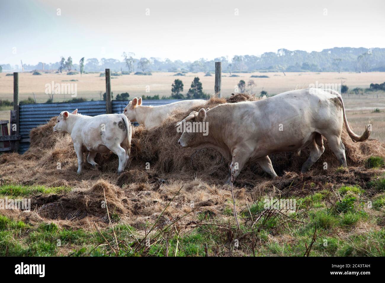 Mucca con vitelli su pascolo, Melbourne, Australia Foto Stock