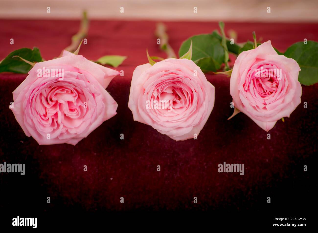 Diverse fasi di fioritura e apertura della varietà rosa di rose Ohara da  Ecuador, studio shot, fiori rosa Foto stock - Alamy