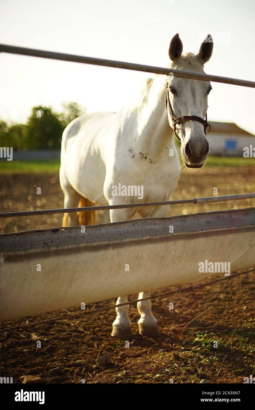 ritratto di un cavallo bianco in un paddock vicino alla ciotola dell'acqua. Foto Stock