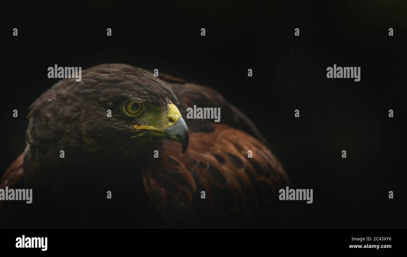Falco Harris appollaiato su un ramo, che mostra il piumaggio vistoso e le caratteristiche potenti di questo popolare uccello rapace utilizzato nella falconeria. Foto Stock