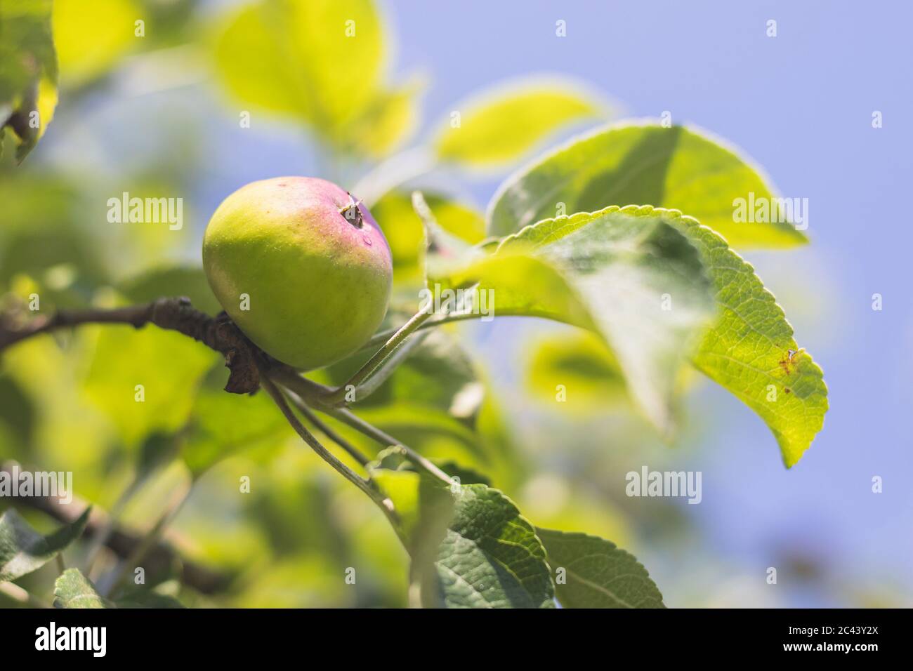 mela verde su un albero - vista ravvicinata di una mela immatura su un ramo con foglie Foto Stock