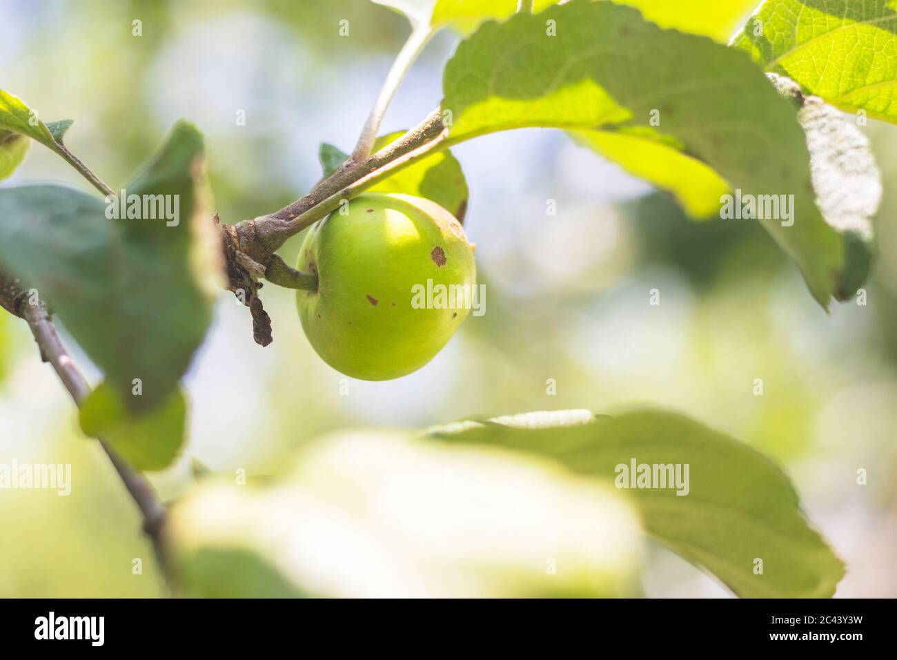 mela verde su un albero - vista ravvicinata di una mela immatura su un ramo con foglie Foto Stock