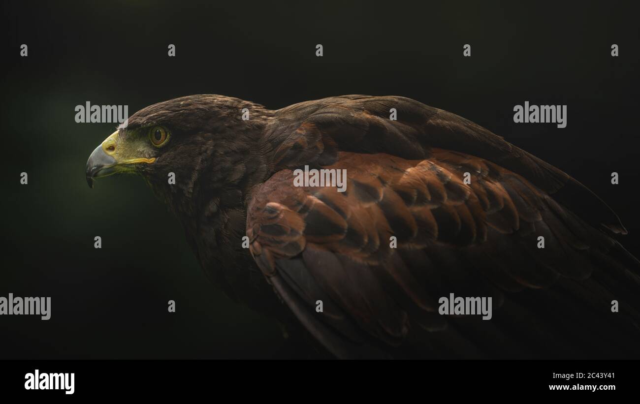 Falco Harris appollaiato su un ramo, che mostra il piumaggio vistoso e le caratteristiche potenti di questo popolare uccello rapace utilizzato nella falconeria. Foto Stock