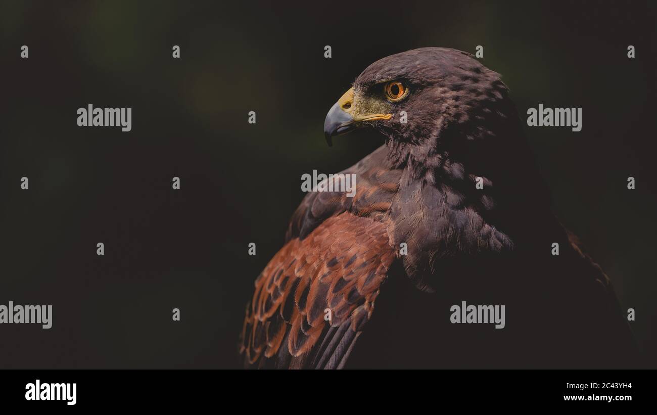 Falco Harris appollaiato su un ramo, che mostra il piumaggio vistoso e le caratteristiche potenti di questo popolare uccello rapace utilizzato nella falconeria. Foto Stock