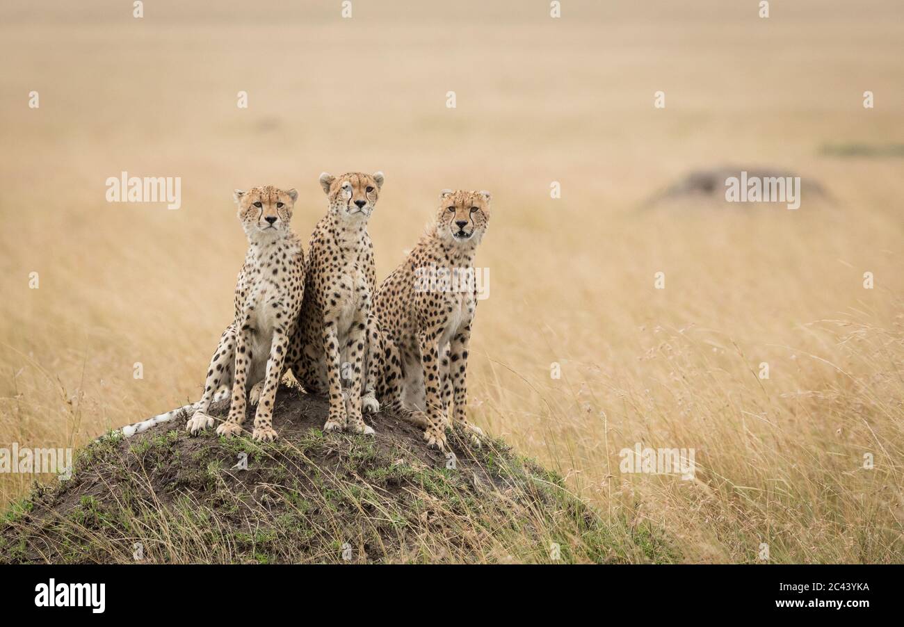 Tre fratelli adulti di ghepardo seduti su un grande tumulo di termite guardando allerta in Masai Mara Kenya Foto Stock