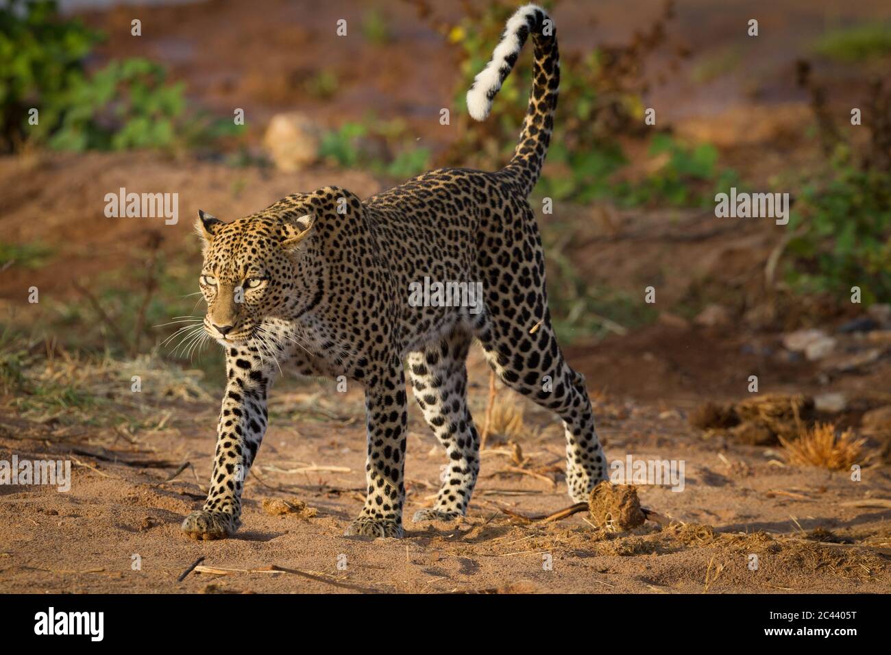 Ritratto orizzontale di un leopardo adulto che cammina con una luce di presa nel suo occhio e bei whisker lunghi in Samburu Kenya Foto Stock