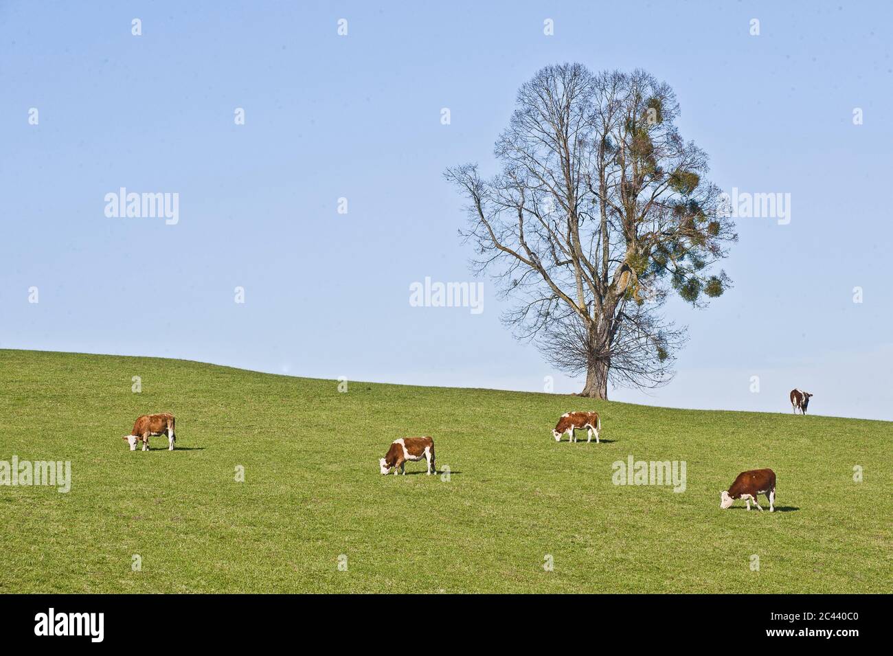 Mucche pascolano nel pascolo Foto Stock