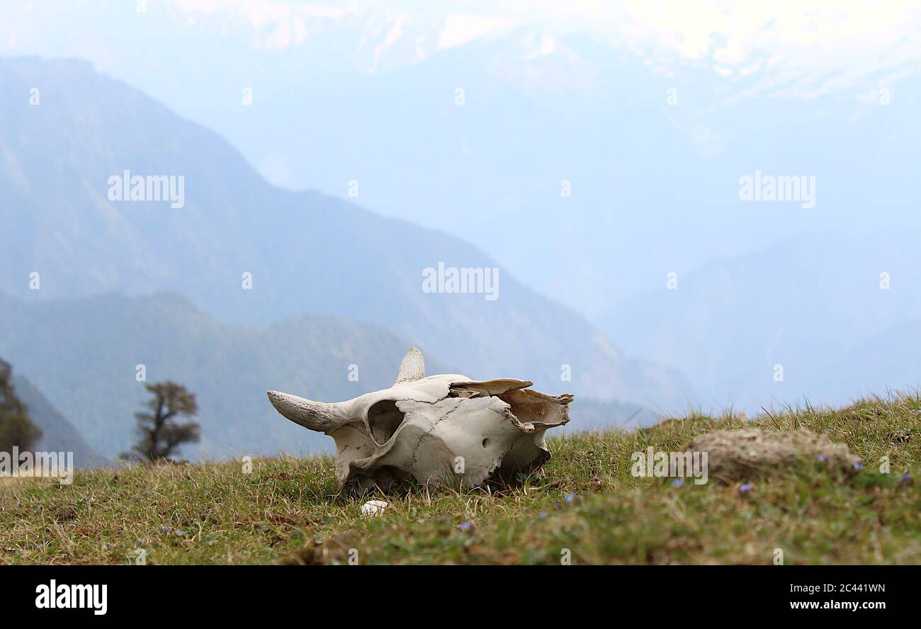 Scheletro di testa della mucca, nel prato di Himalaya inferiore. Foto Stock