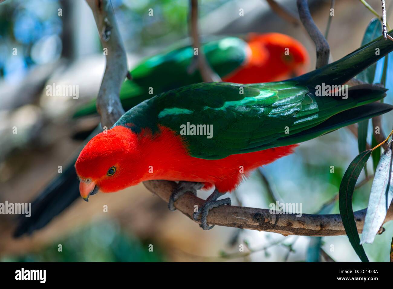 guancia pappagallo Foto Stock