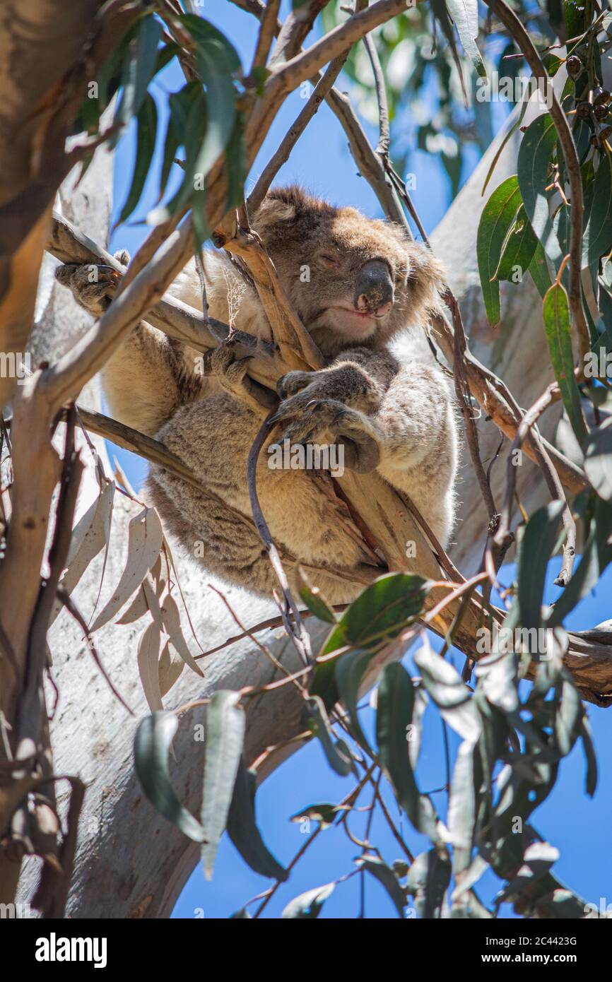 Koala in un albero Foto Stock