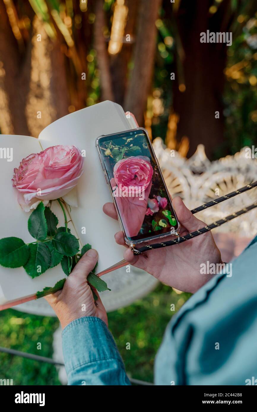 Libro di mano della donna, rosa fiore e smartphone con foto di rosa fiore Foto Stock