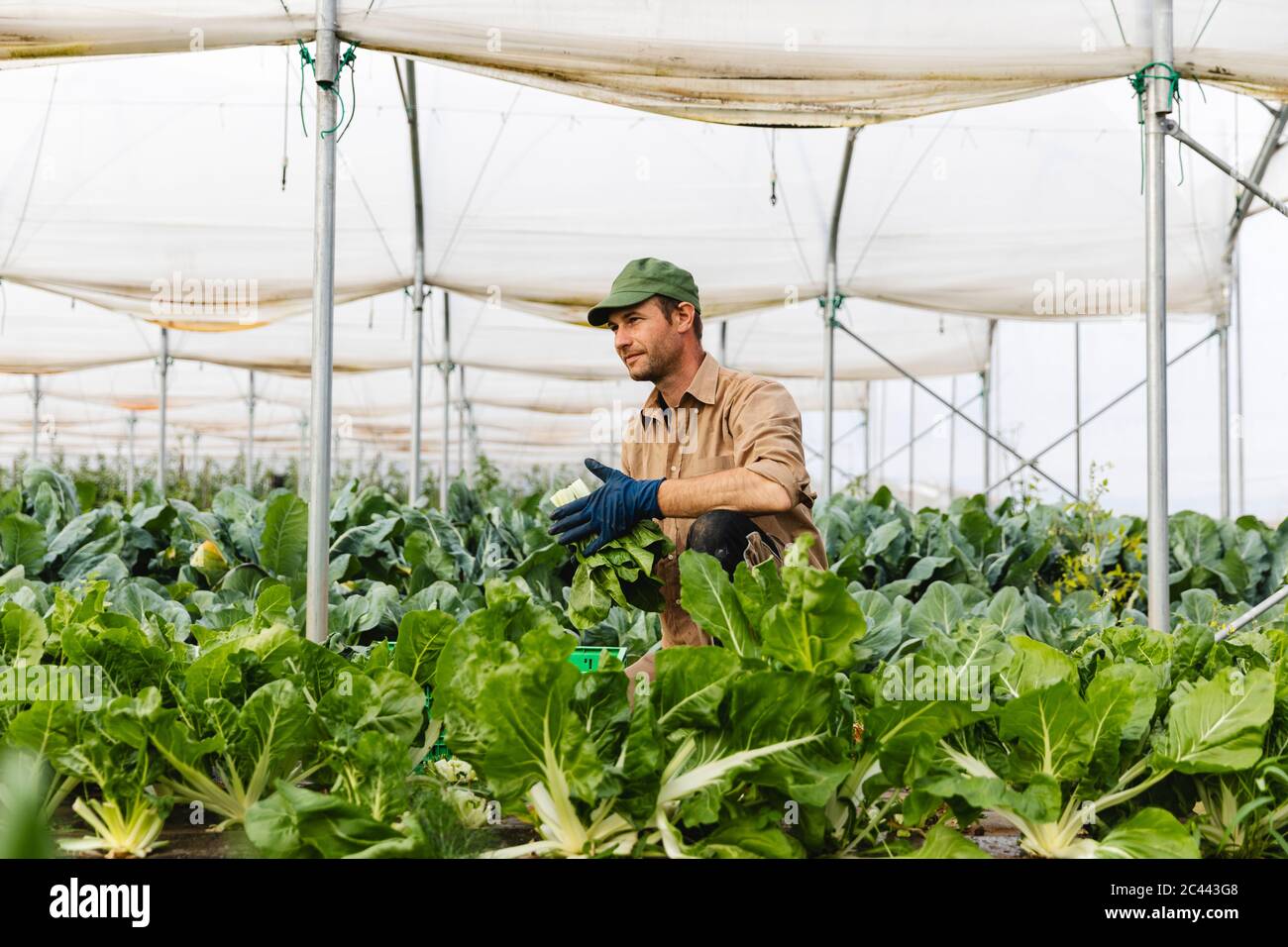 Coltivatore che raccoglie verdure fresche dal campo biologico Foto Stock