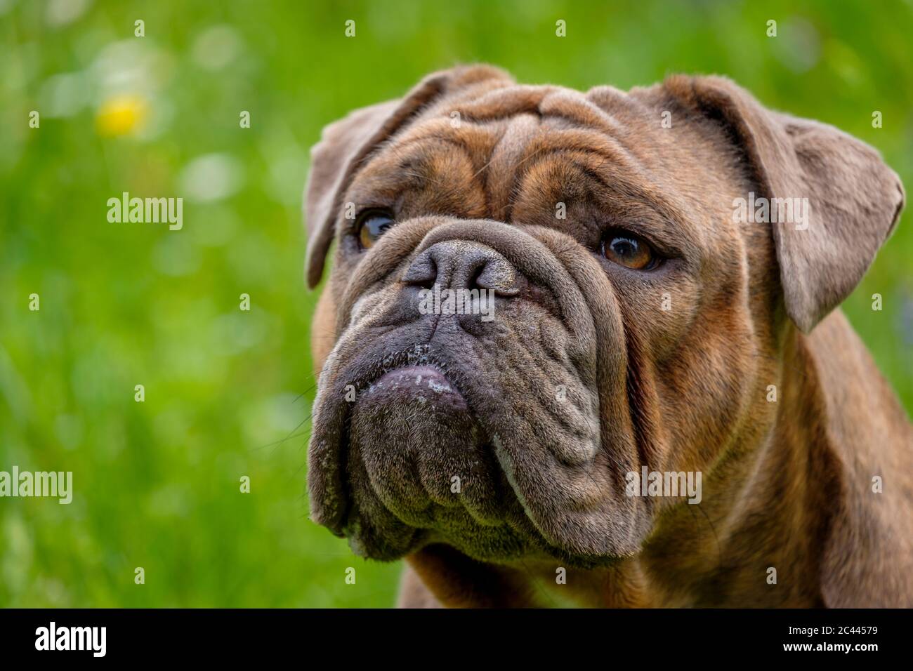 Ritratto di Bulldog inglese che guarda via Foto Stock