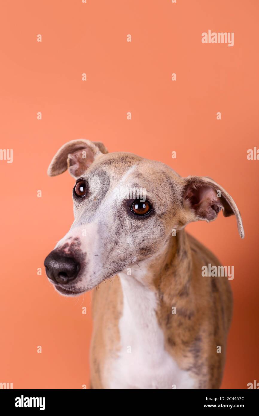 Studio ritratto di Greyhound inglese Foto Stock