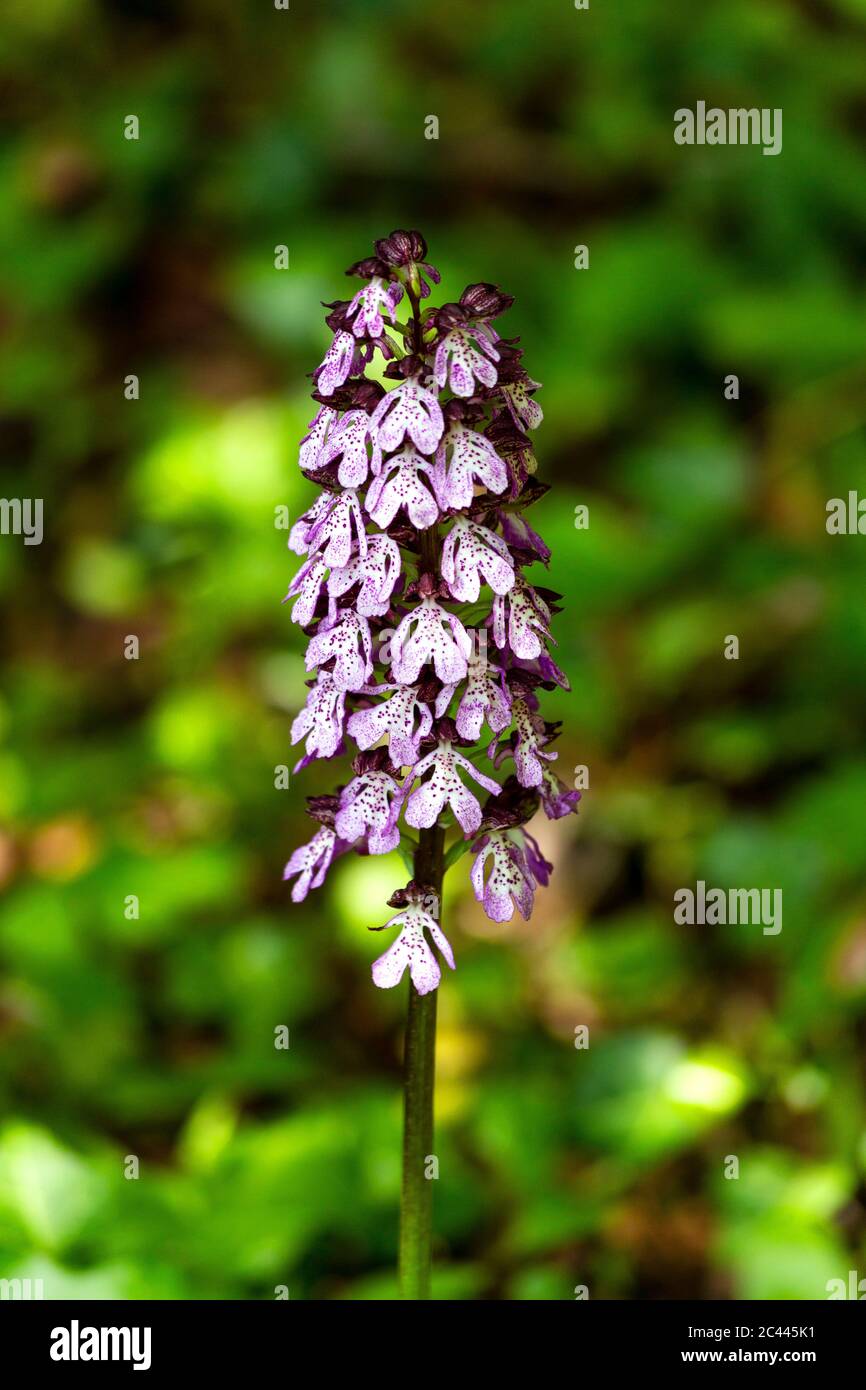 Orchidea paludosa (Dactylorhiza majalis) in fiore Foto Stock