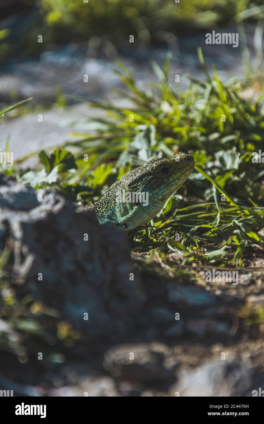 Primo piano di lucertola verde da pianta e roccia in giornata di sole Foto Stock