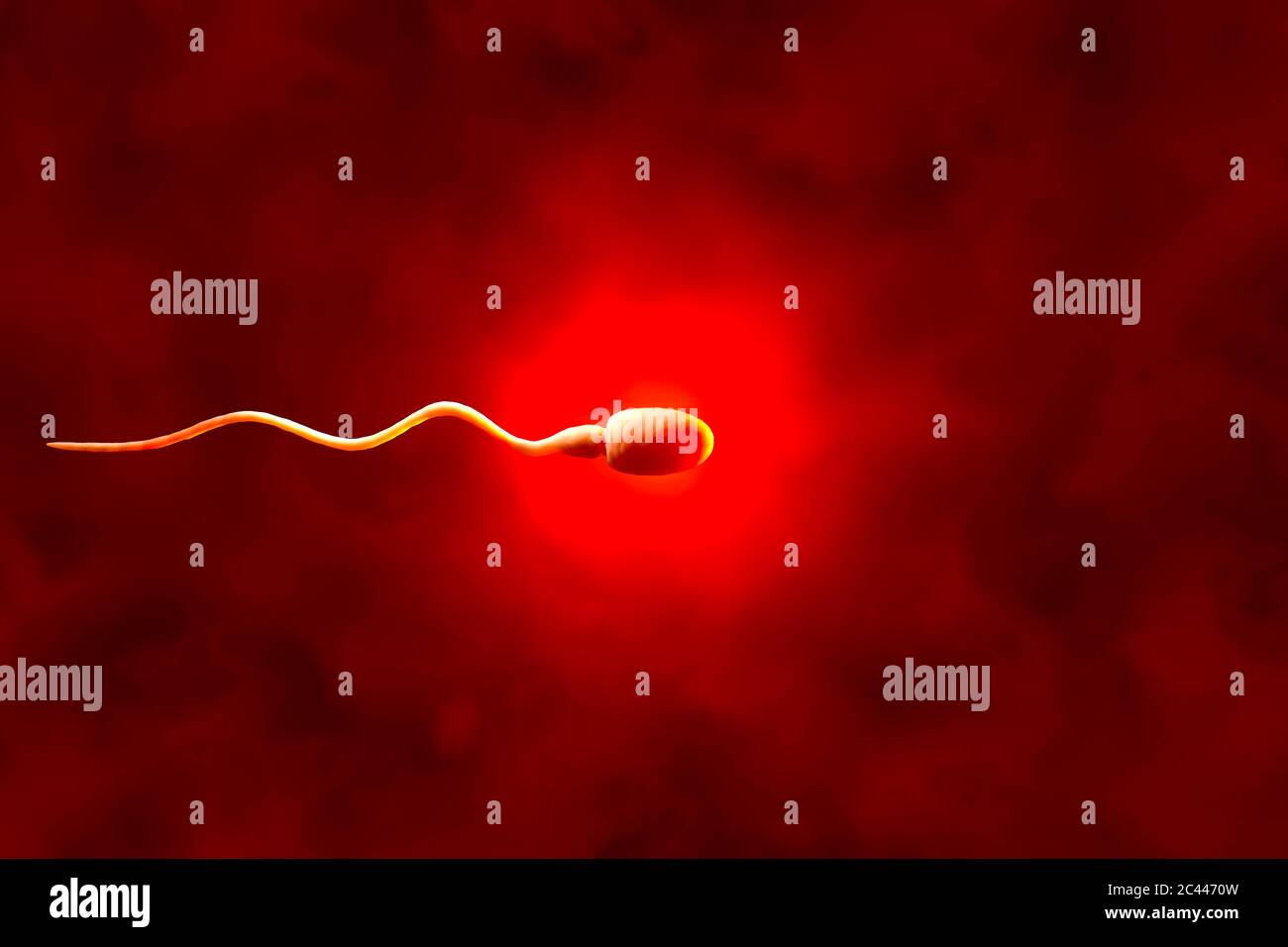 Rappresentazione 3D, visualizzazione della cellula spermatica Foto Stock