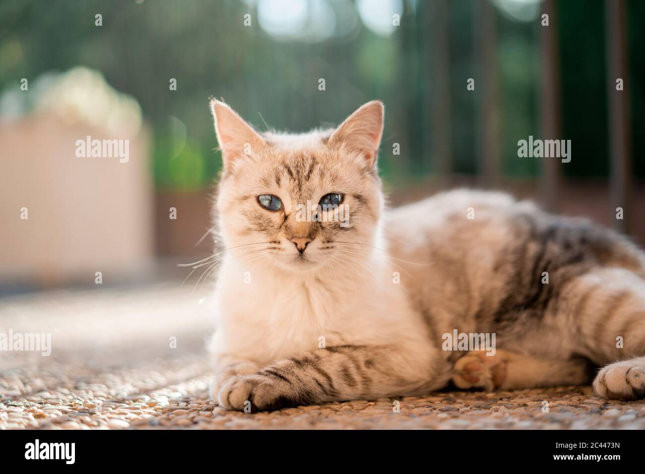 Cat giacente sul pavimento in pietra e guardando la telecamera Foto Stock
