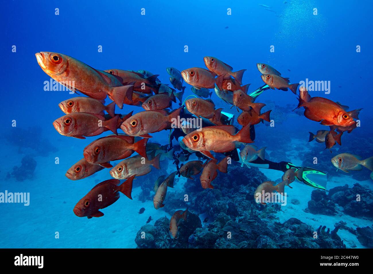 Palau, Scuola di pesce Big Eye nella Manica tedesca Foto Stock