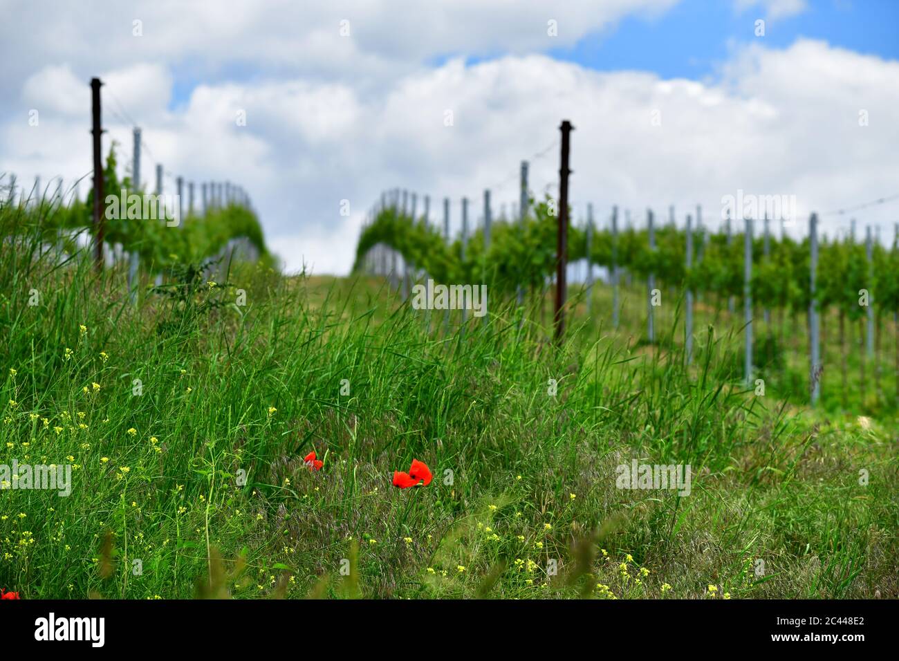 Vigneto paesaggio con fiori. Regione Weinviertel, bassa Austria. Foto Stock