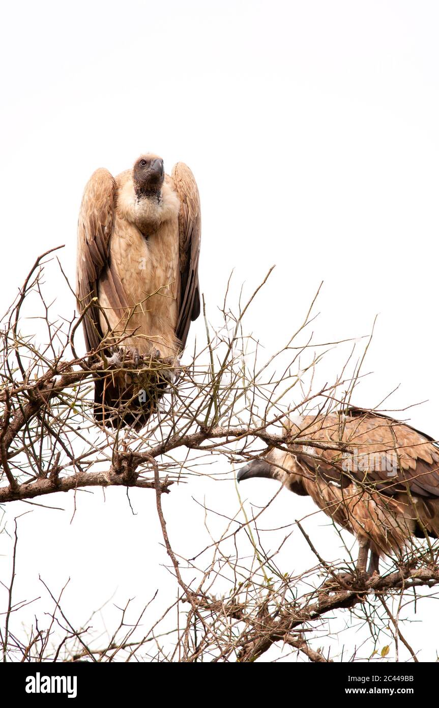 Avvoltoio africano a schienale bianco, Gyps africanus, arroccato su un albero nella Riserva Nazionale Masai Mara. Kenya. Africa. Foto Stock