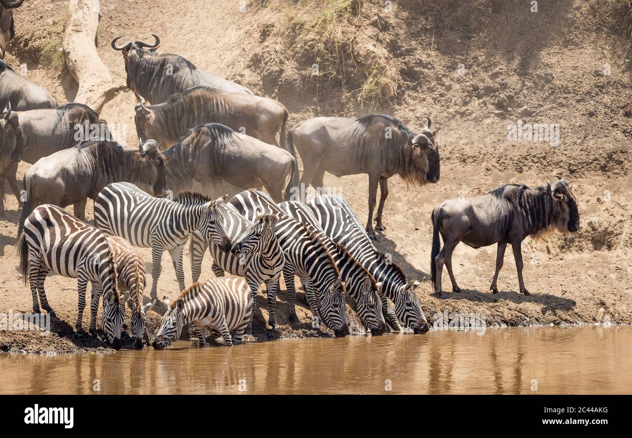 Piccola mandria di zebra che si trova ai margini del fiume Mara bere acqua con mandria wildebeest in attesa del loro turno alle spalle durante il famoso Grande Migr Foto Stock
