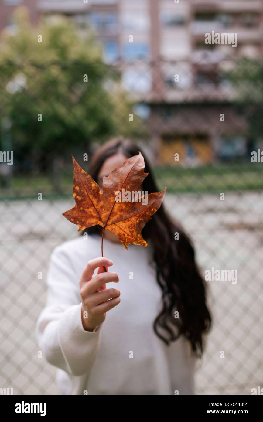 Adolescente ragazza che tiene la foglia di acero asciutto davanti al viso mentre si sta contro recinzione chainlink Foto Stock