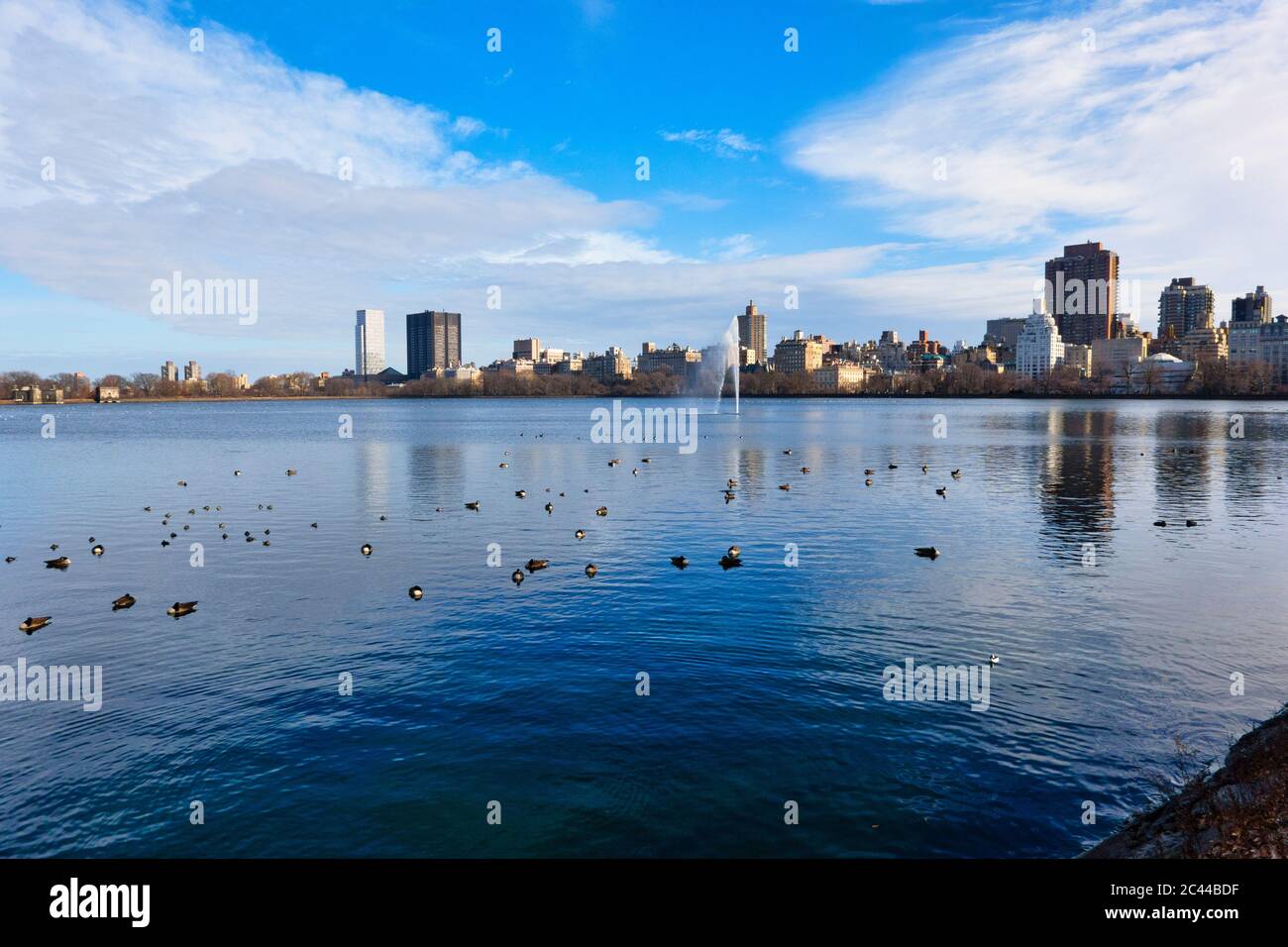 USA, New York, New York City, gregge di anatre che nuotano a Central Park all'alba dell'inverno Foto Stock
