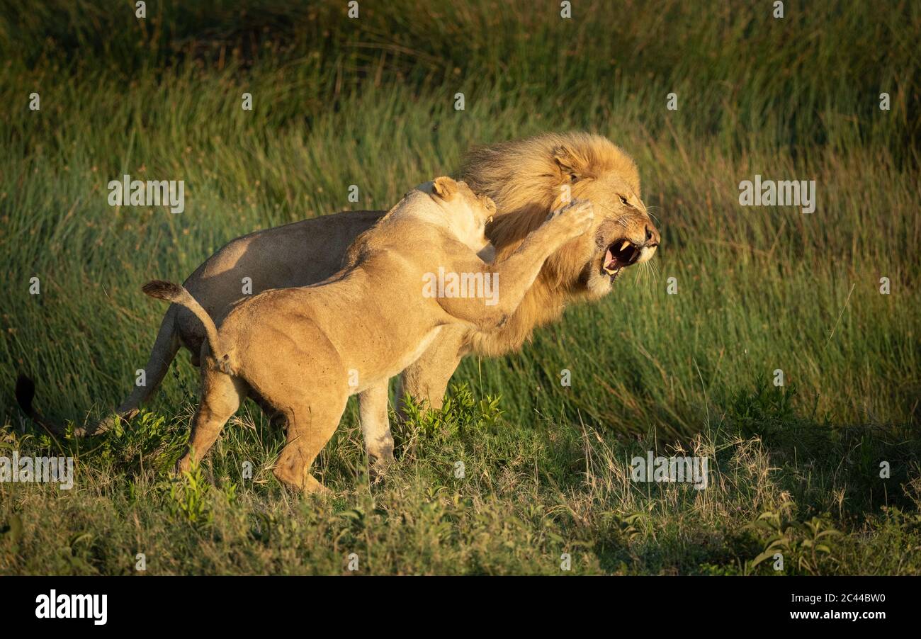 Leonessa cercando di colpire il leone maschio in faccia con la sua zampa con erba verde sullo sfondo a Ndutu Tanzania Foto Stock