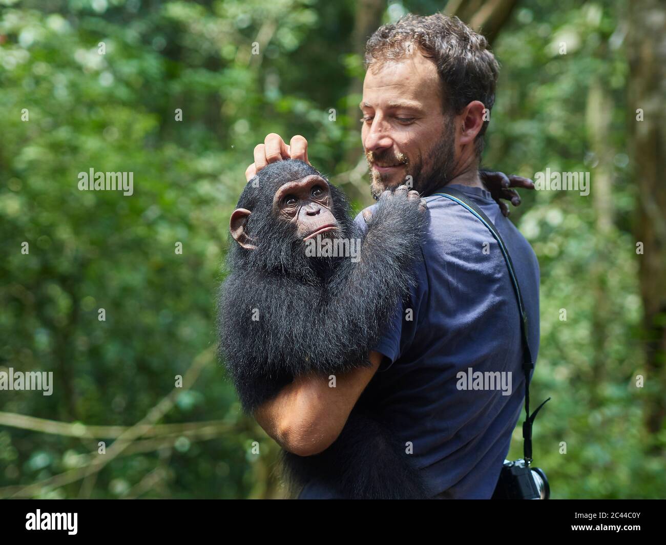 Camerun, Pongo-Songo, uomo che porta Chimpanzee (Pan troglodytes) nella foresta Foto Stock